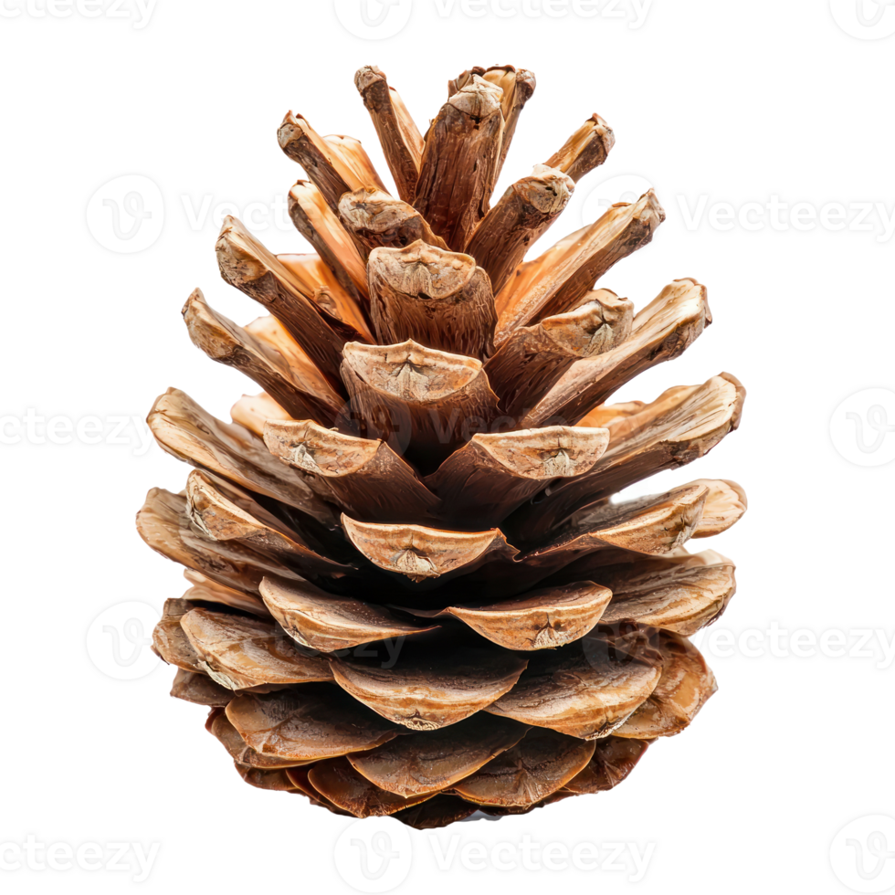 Pine cone front view isolate on transparent background png