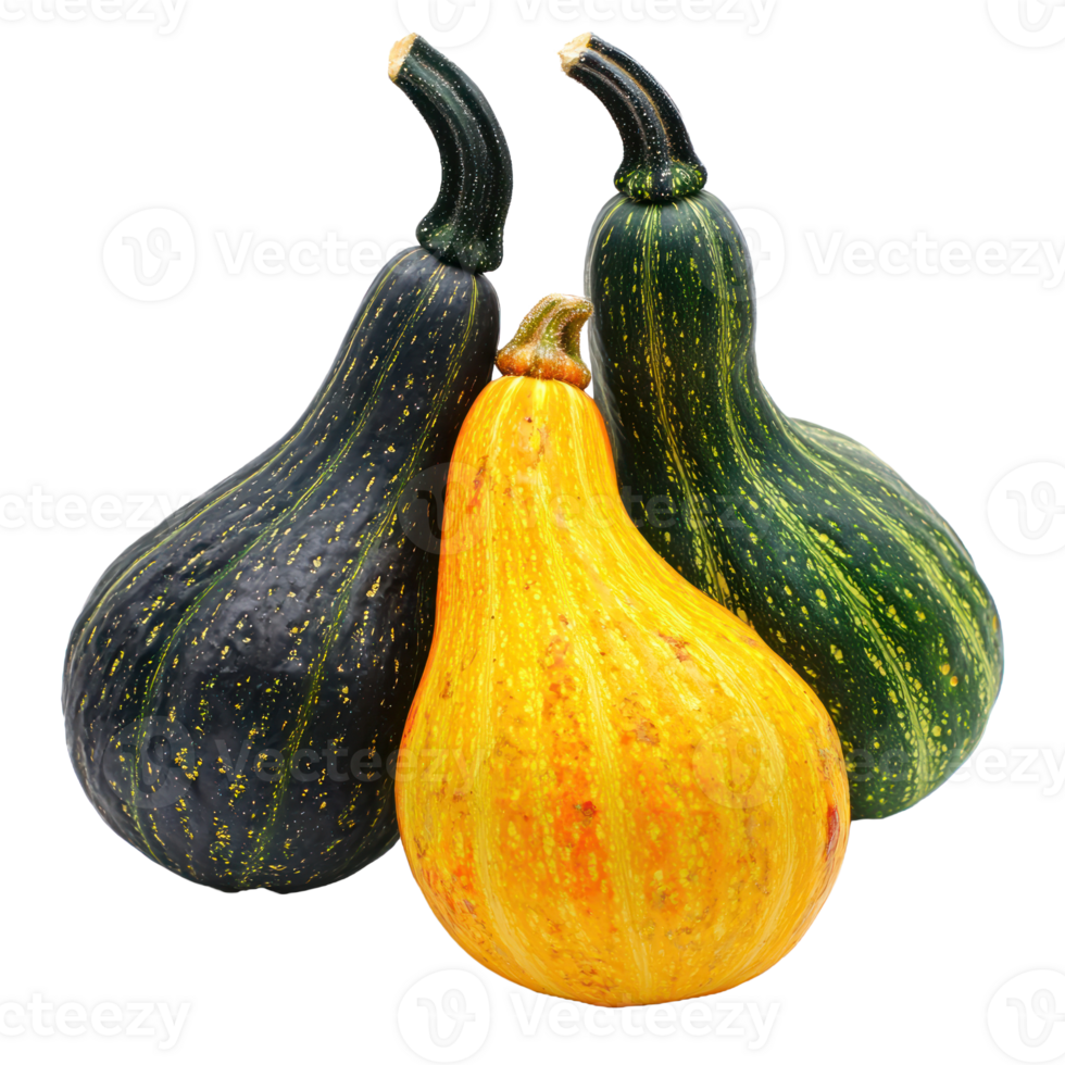 Autumn Squashes isolate on transparent background png