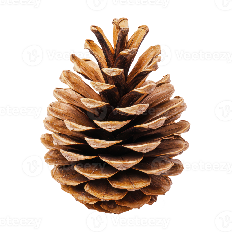 Pine cone isolate on transparent background png
