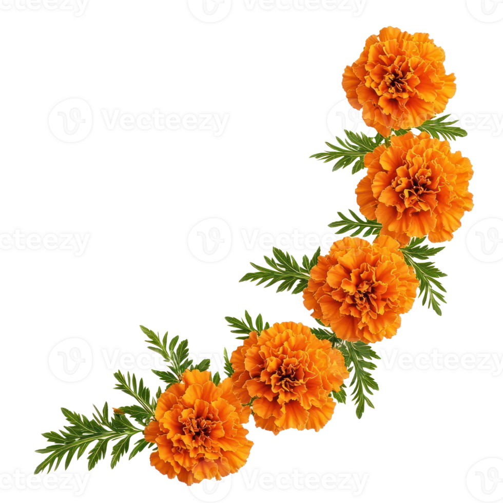 Corner style of orange marigold flowers with green leaves isolate on transparent background png