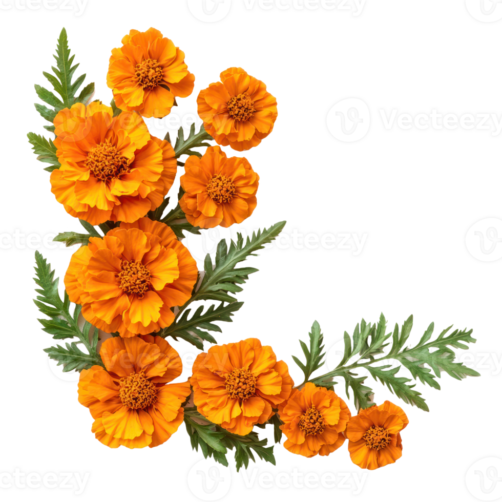 Corner style of orange marigold flowers with green leaves top view isolate on transparent background png