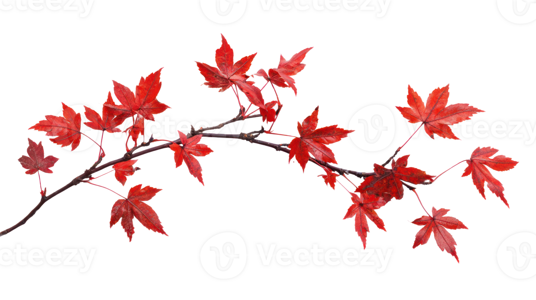 Maple branch with red leaves isolate on transparent background png