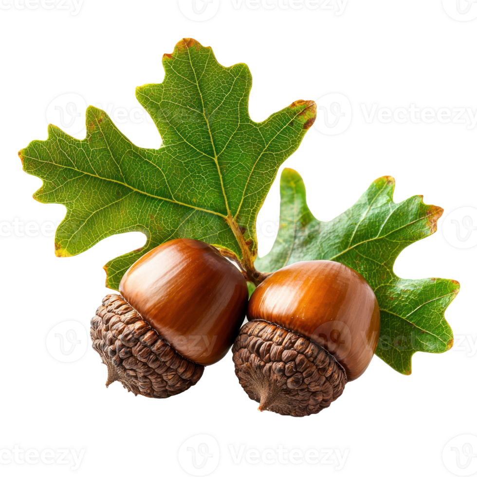 Acorns with Brown Oak Leaves isolate on transparent background png