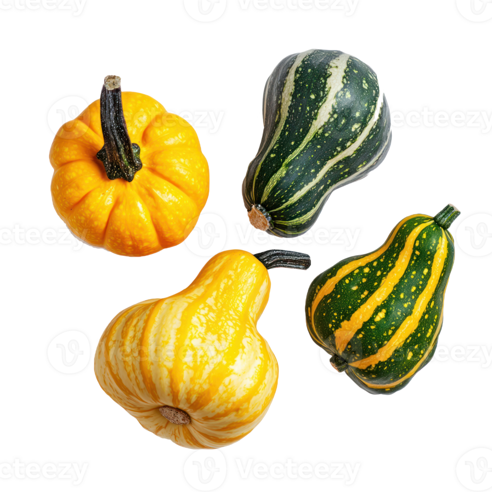 Autumn Squashes top view isolate on transparent background png