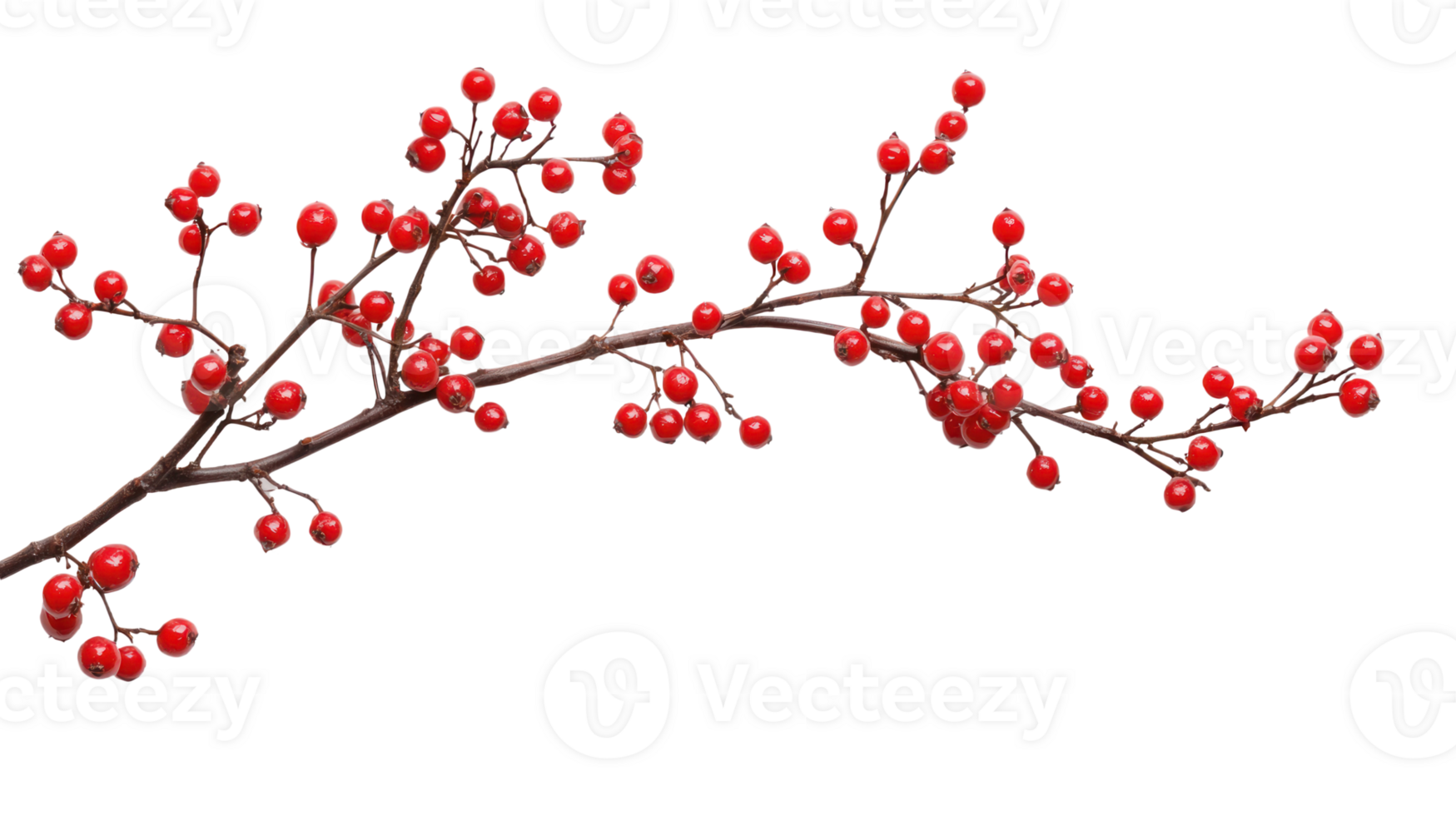 Branch with red berries isolate on transparent background png
