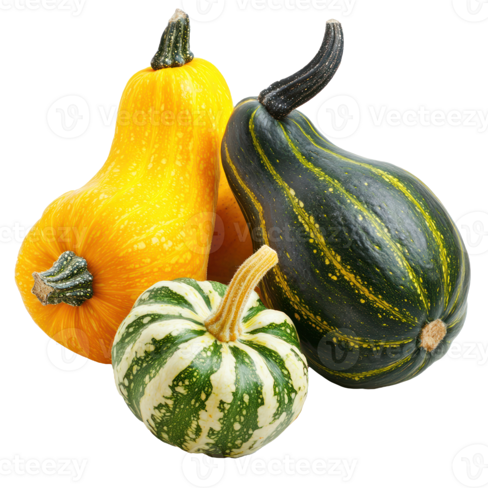 Autumn Squashes isolate on transparent background png