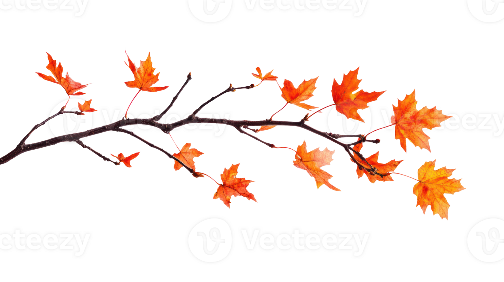 Maple branch and leaves, autumn color isolate on transparent background png