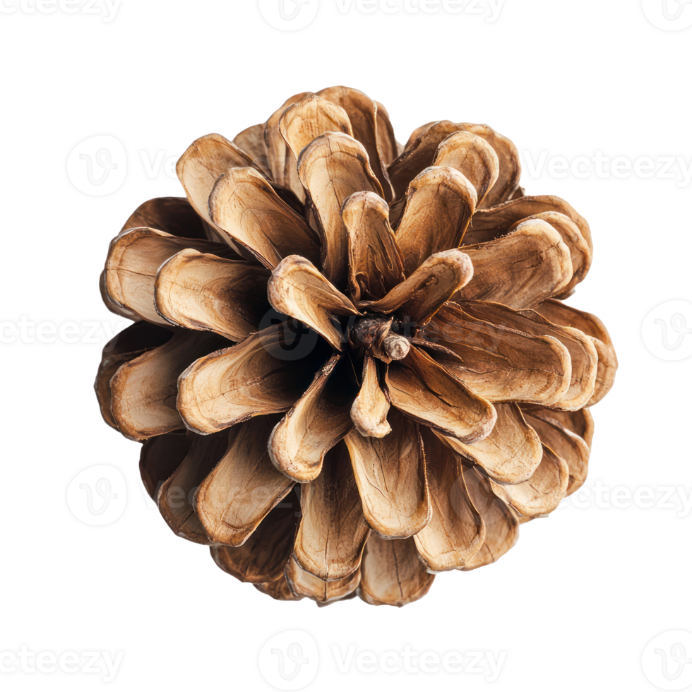 Pine cone top view isolate on transparent background png