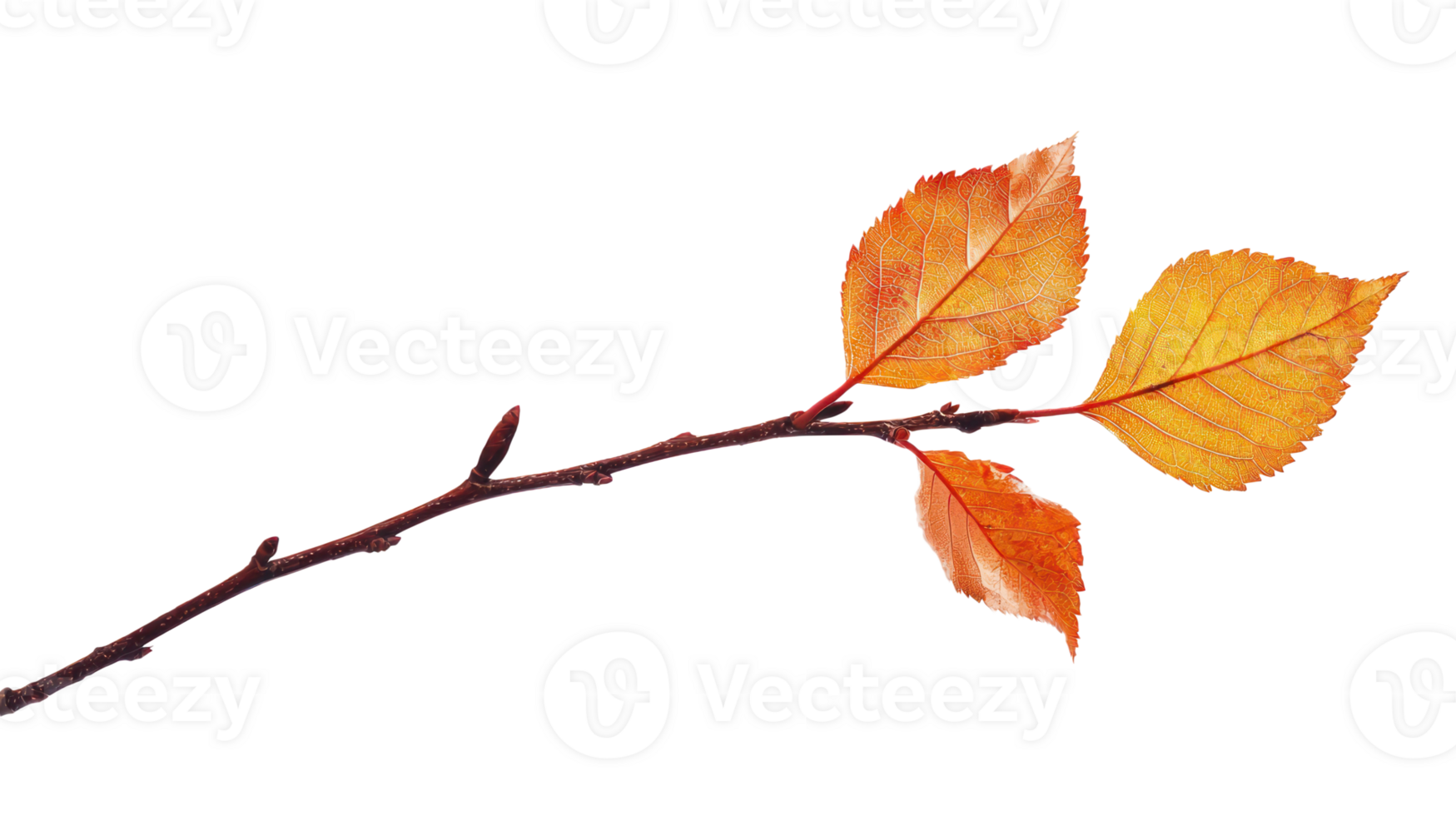 Autumn branch with only one Leaf isolate on transparent background png