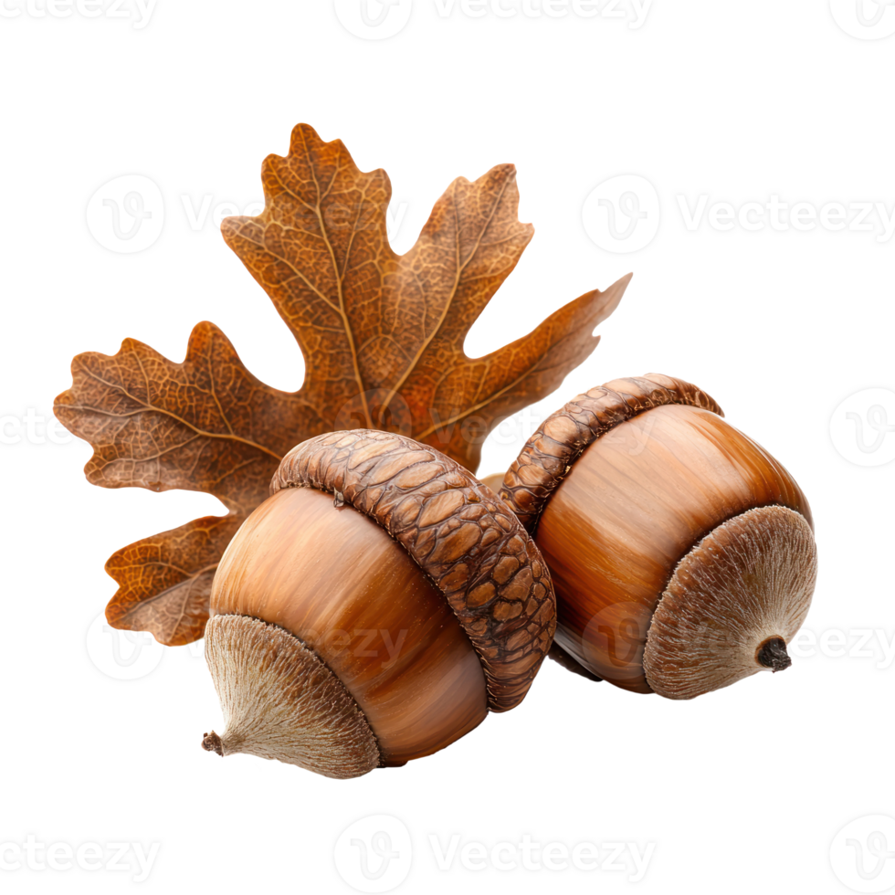 Acorns with Brown Oak Leaves isolate on transparent background png