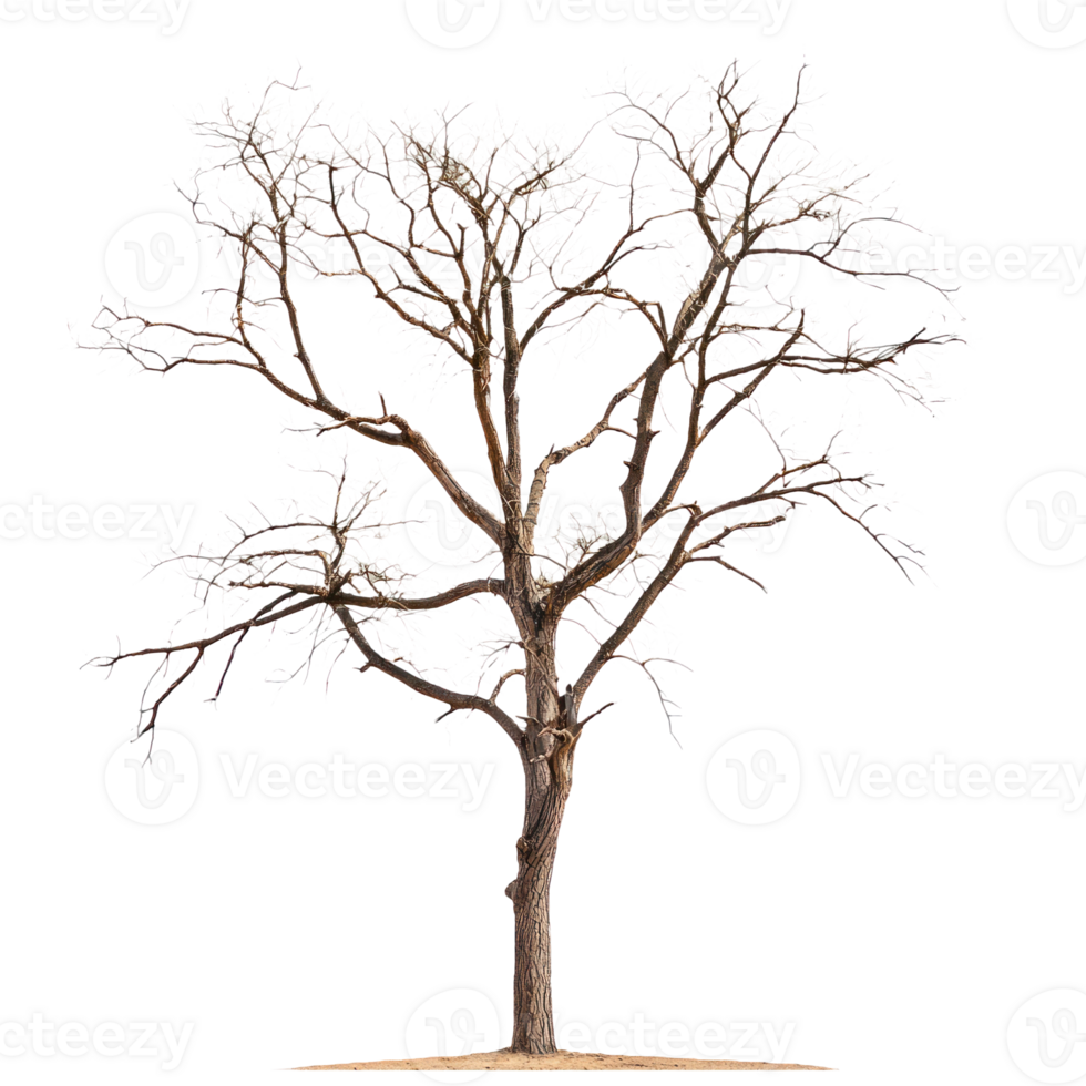 Autumn dead tree front view isolate on transparent background png