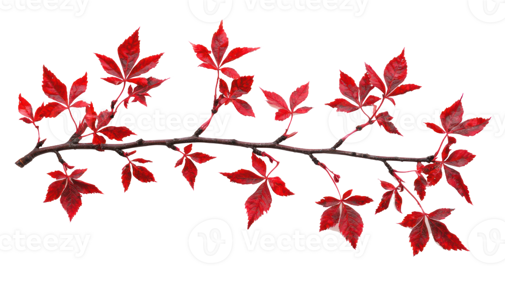 Maple branch with red leaves isolate on transparent background png