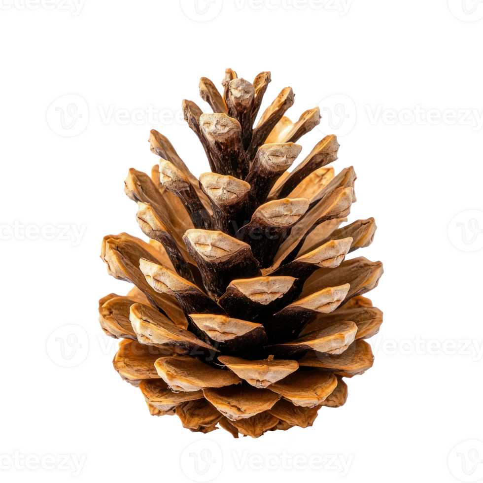Pine cone front view isolate on transparent background png