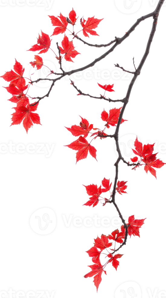 Maple branch with red leaves isolate on transparent background png