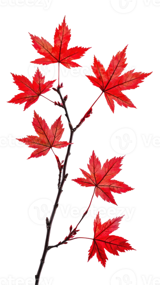 Maple branch with red leaves isolate on transparent background png