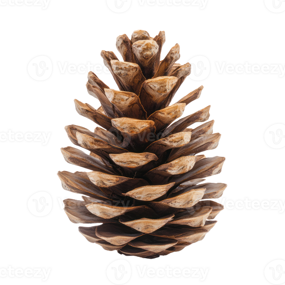 Pine cone front view isolate on transparent background png