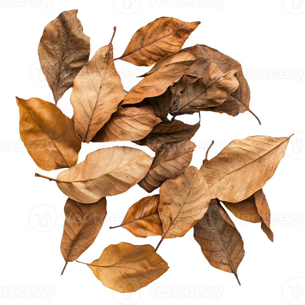 Brown autumn dry tree leaves top view isolate on transparent background png