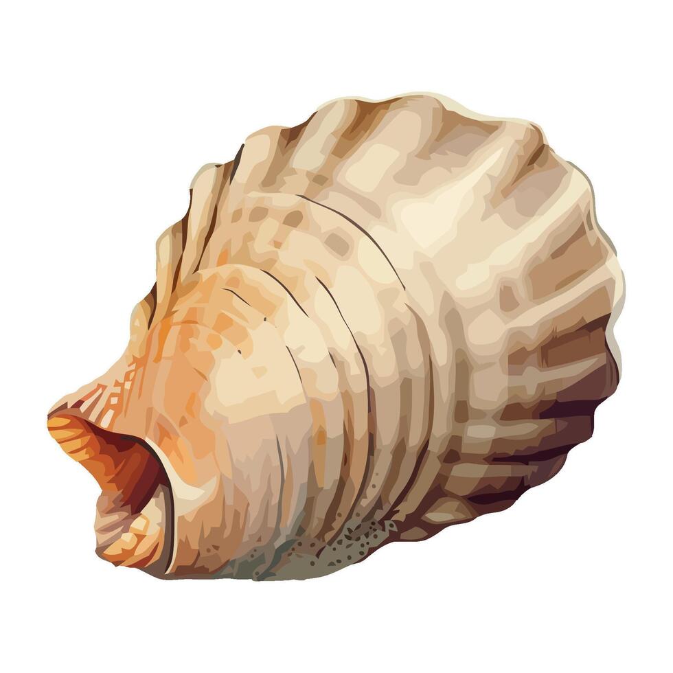 Seashell animal shells in decoration design icon isolated vector
