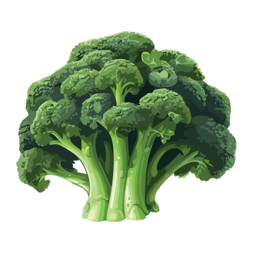 Fresh organic broccoli salad, a healthy meal vector