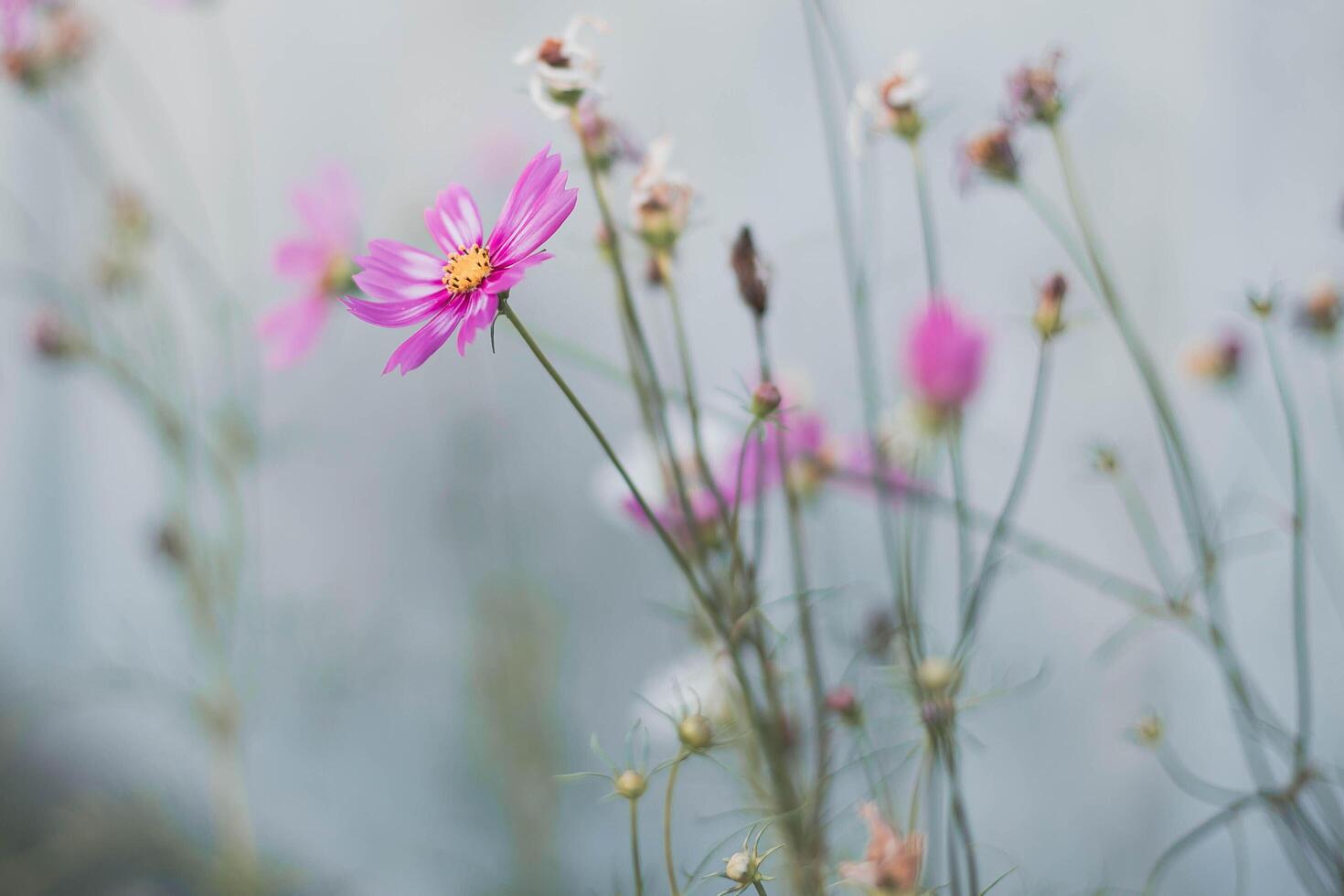 Cosmos flowers in full bloom photo