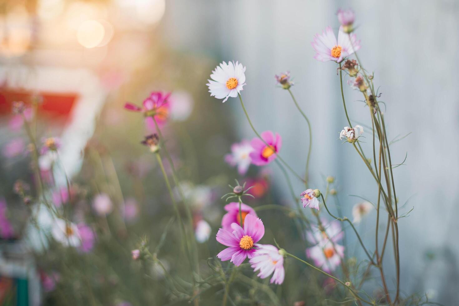 Cosmos flowers in full bloom photo