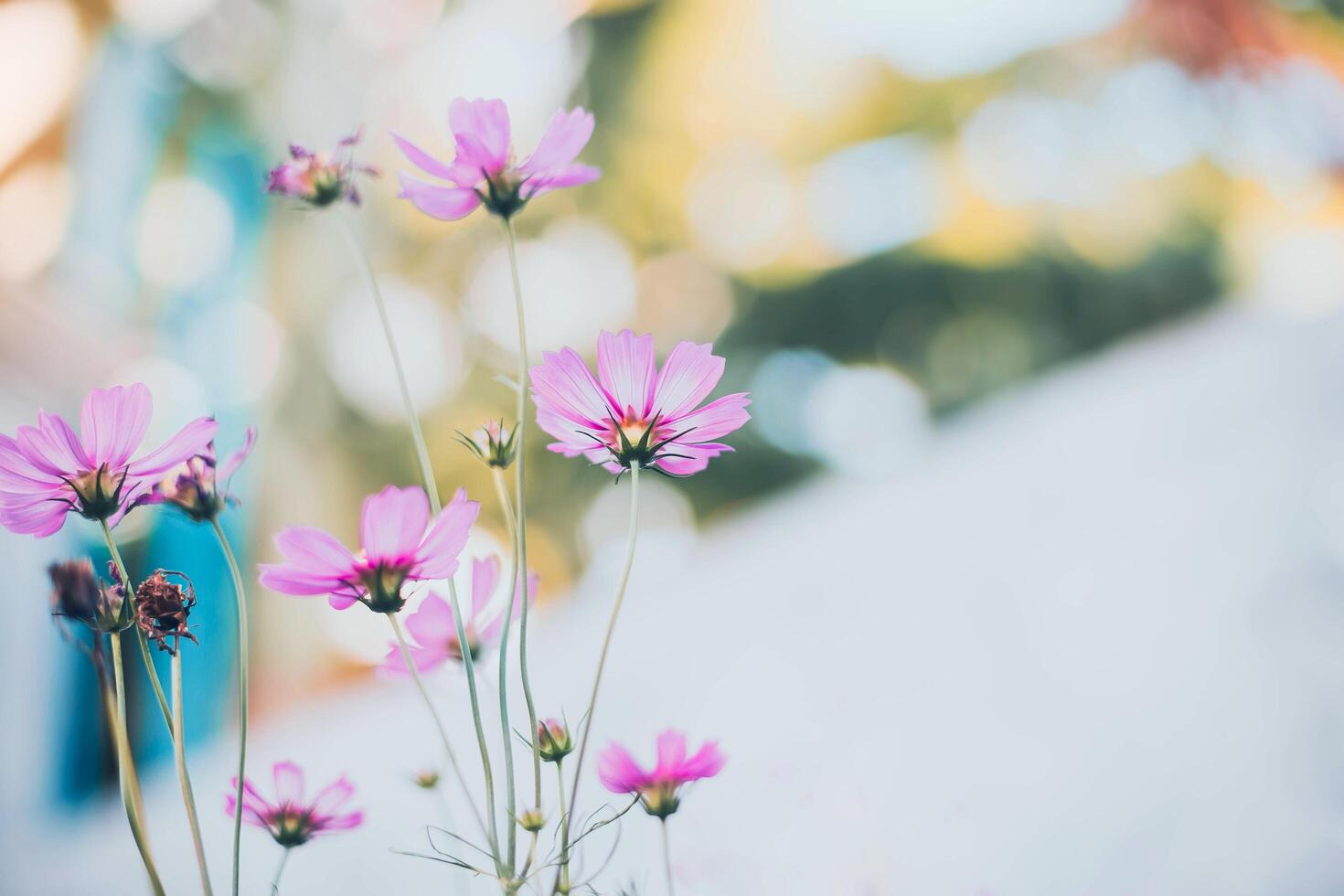 Cosmos flowers in full bloom photo