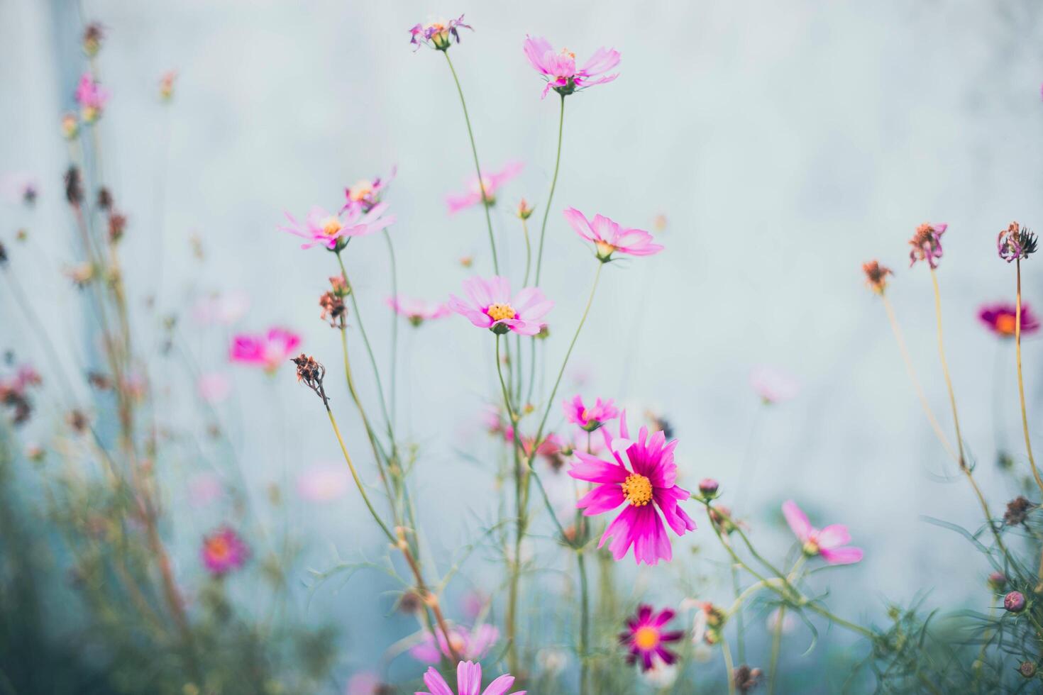 Cosmos flowers in full bloom photo