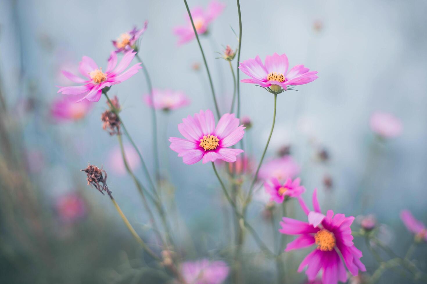 Cosmos flowers in full bloom photo