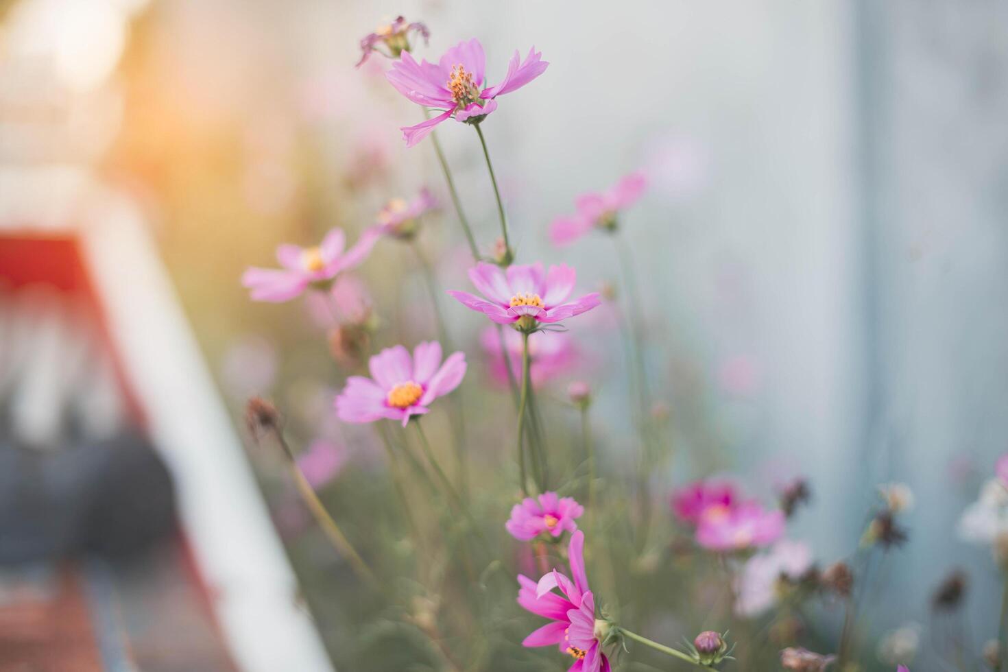 Cosmos flowers in full bloom photo