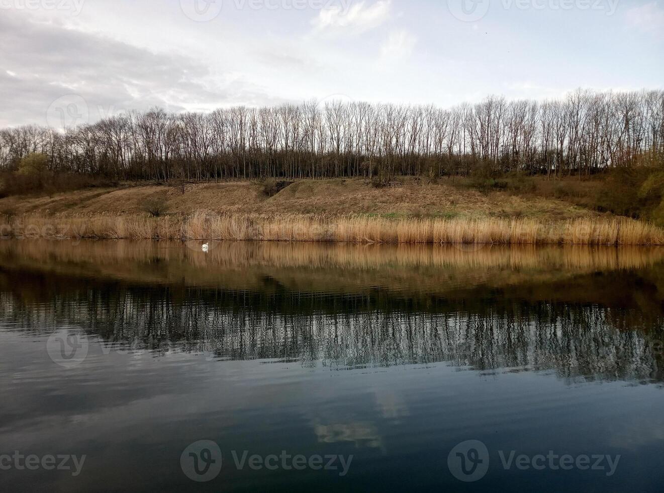 lake of trees photo