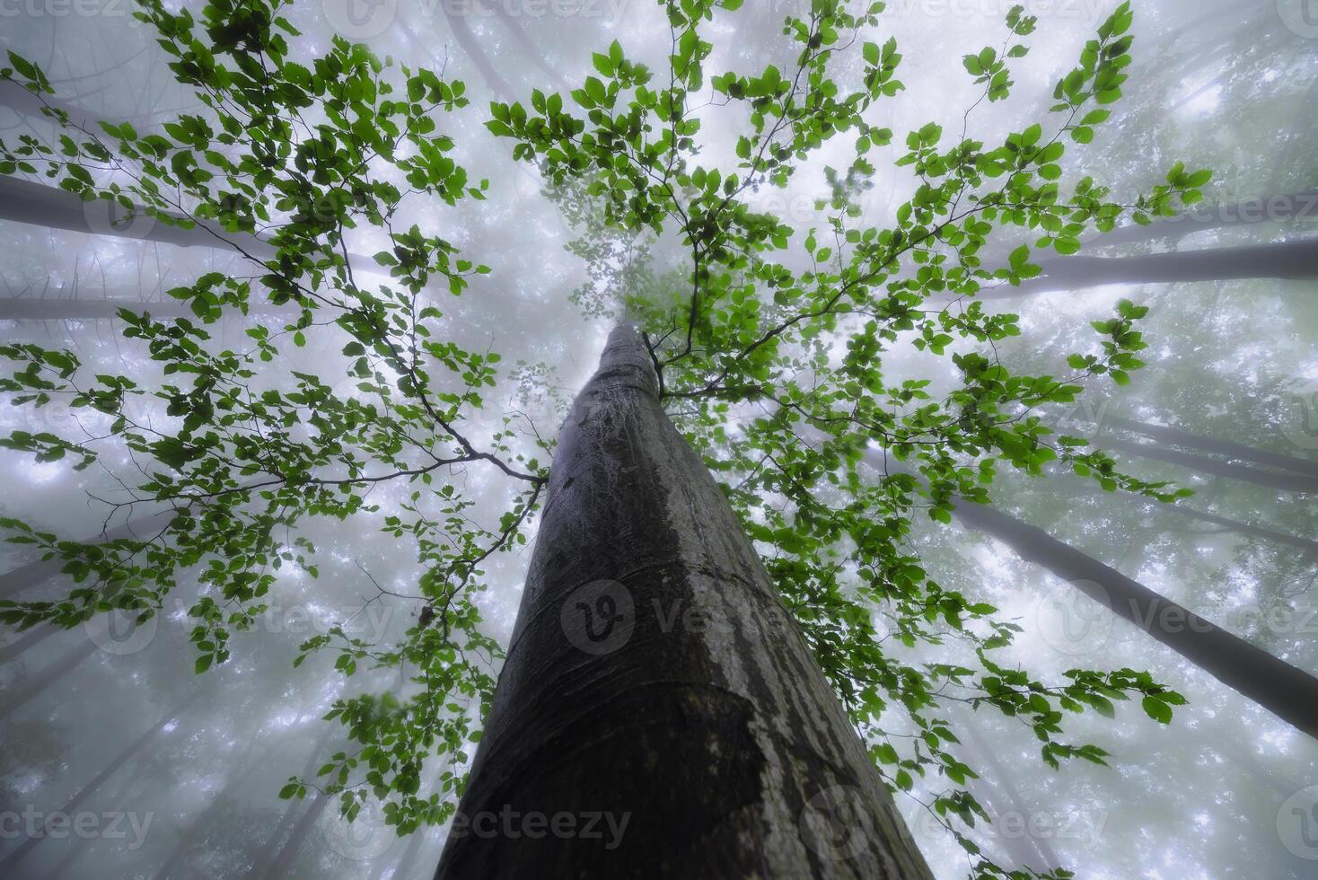 Summer beech trees with fog photo