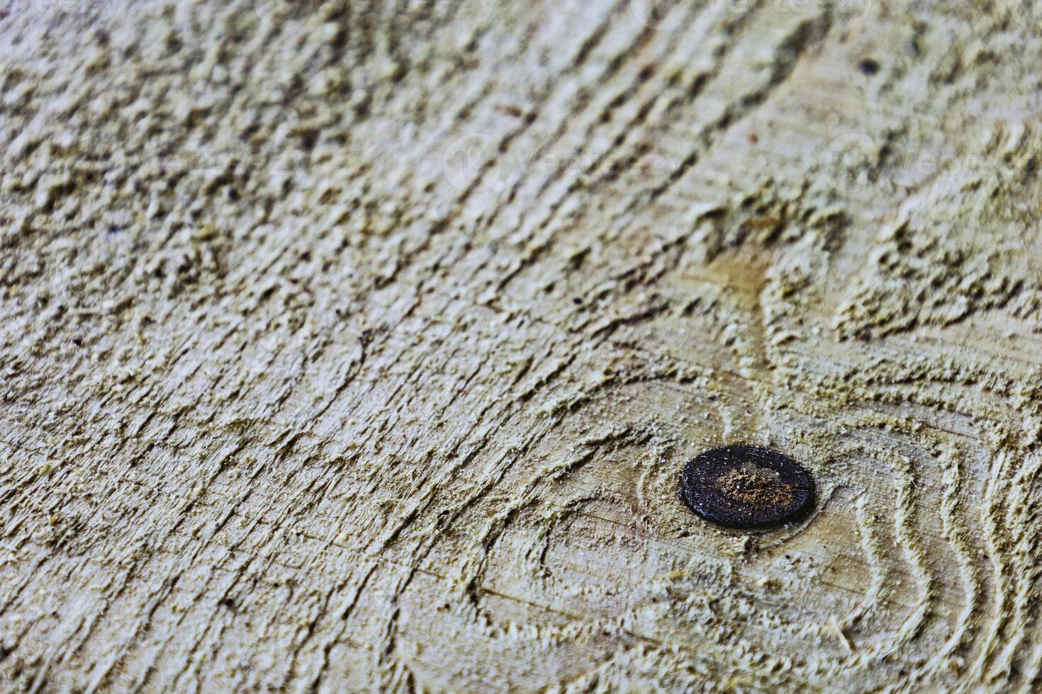 Defect in spruce wood photo