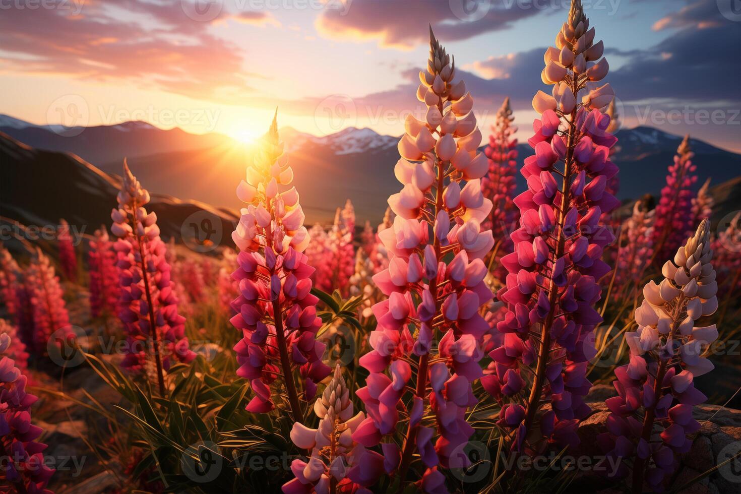 Spring landscape of blooming purple and pink lupines in a meadow with mountains in the background photo
