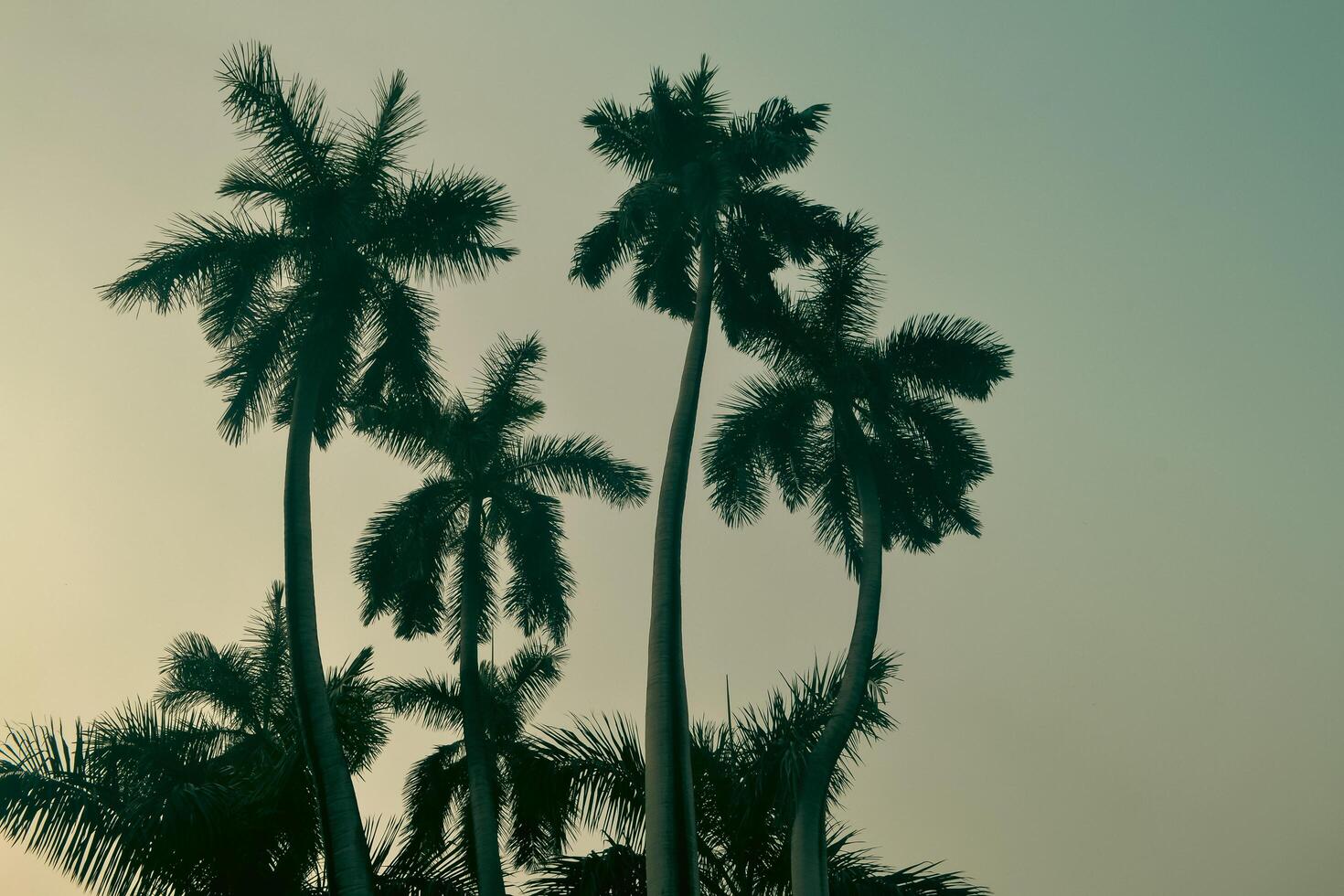 Evening View of Four Palm Trees in Perfect Harmony at Ahsan Manzil, Dhaka photo