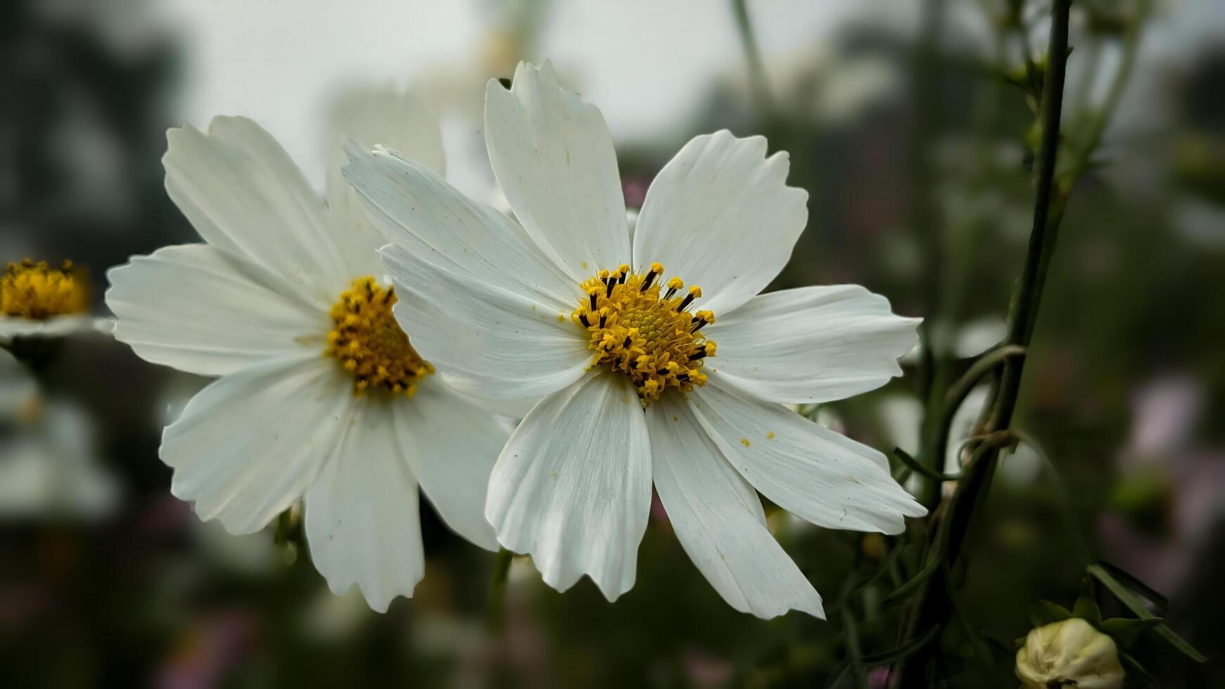 Cosmos Bipinnatus A Beautiful White Flower photo