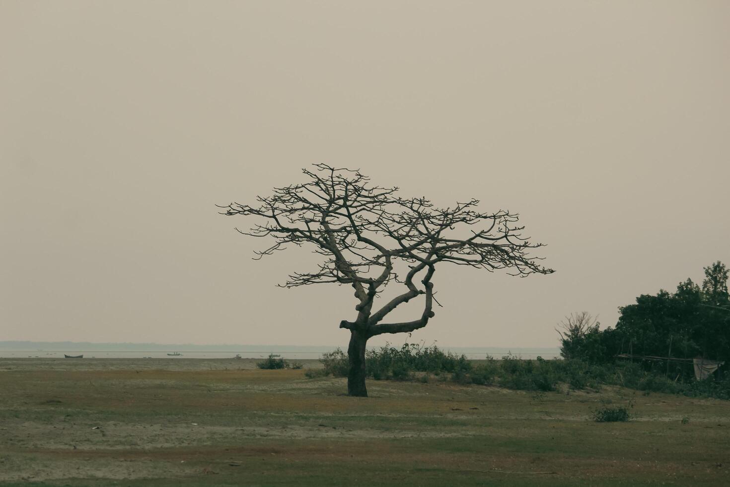 A Lone Tree in Nijhum Dwip, Waiting for Spring to Bloom photo