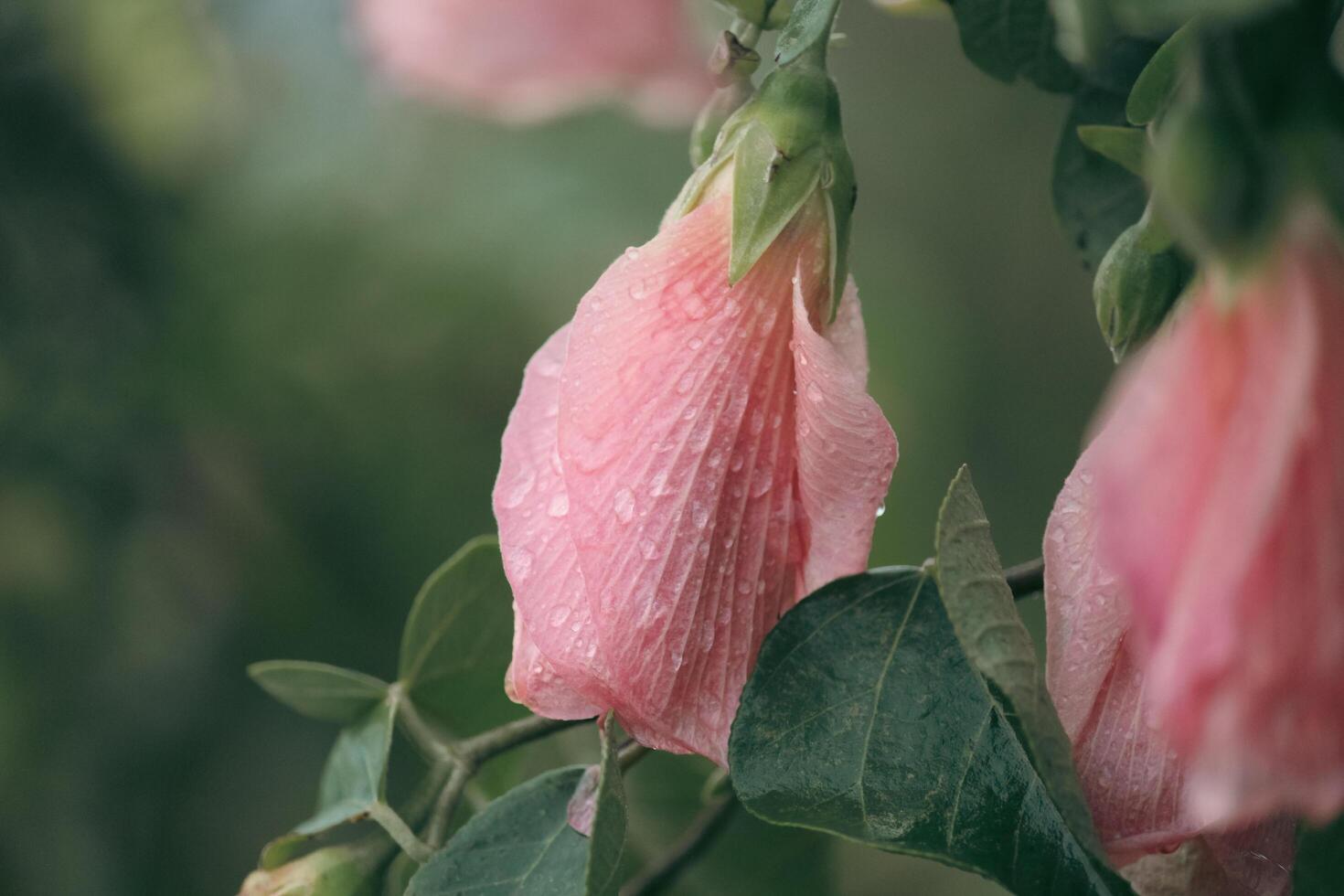 Malvaviscus is Beautiful Pink Flower of Bangladesh photo