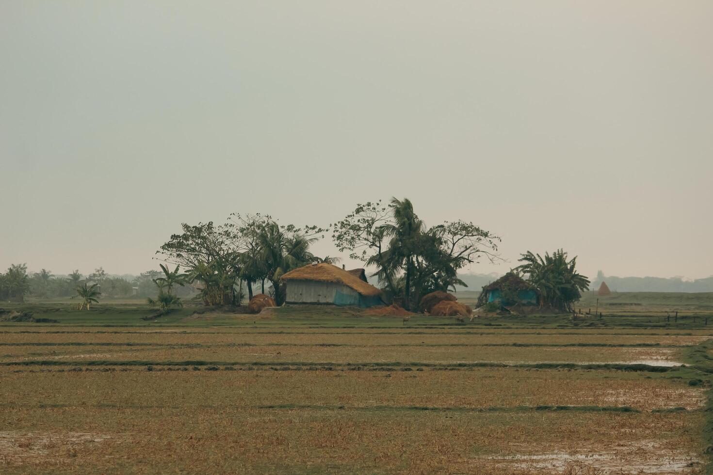 Bangladeshi Rural House in the Fields of Nijhum Dwip photo