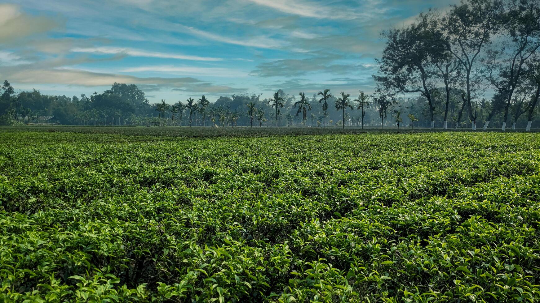 Beautiful Tea Garden Panchagarh Bangladesh photo