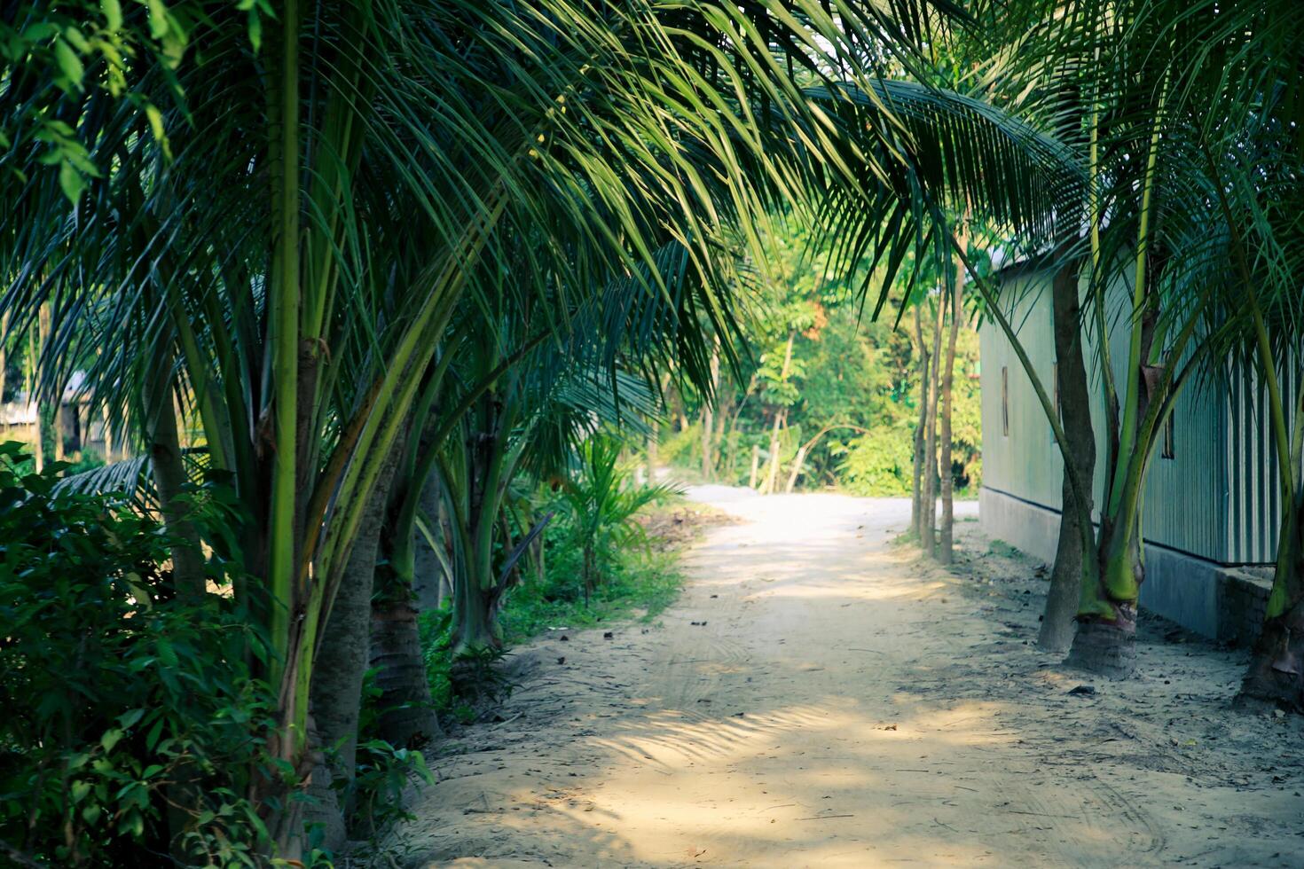 Green Pathway Of A Village In Bangladesh photo