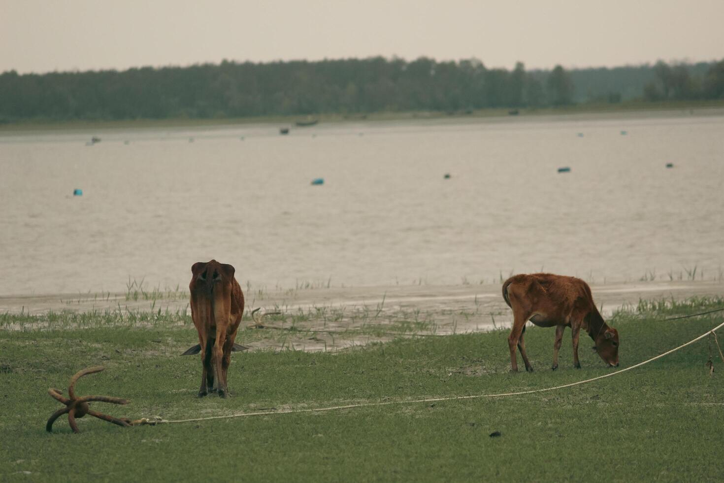 Calf and Mother Cow Grazing by the River in a Beautiful Setting photo