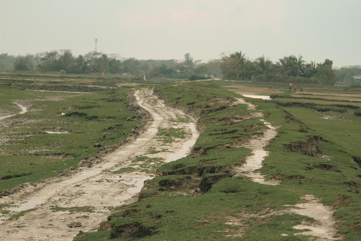 Beautiful Road and Lush Fields in Nijhum Dwip During the Rainy Season photo