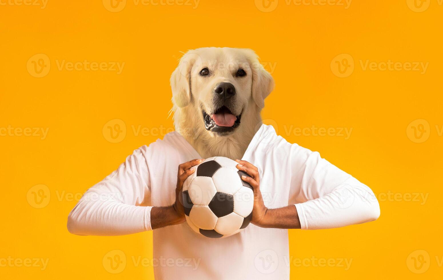 A joyful golden retriever stands upright, holding a soccer ball in front of its chest. The vibrant yellow background enhances the lively atmosphere, showcasing the dog's playful nature photo