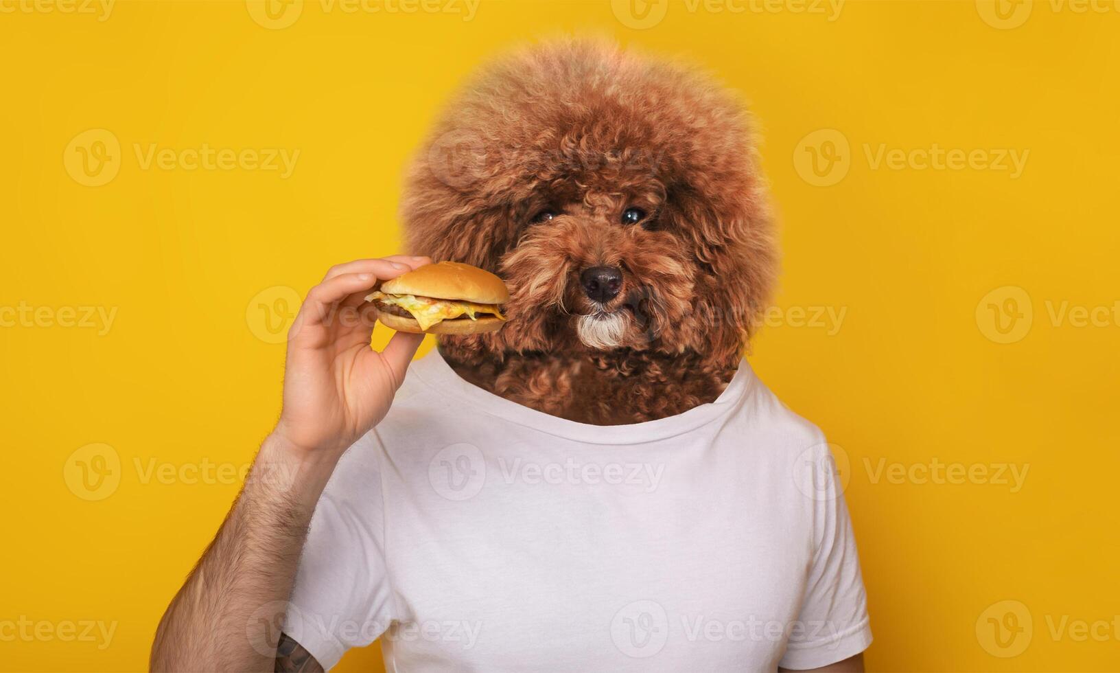 A dog with a fluffy coat appears to be holding a cheeseburger while standing against a vibrant yellow background. The playful scene captures a lighthearted moment photo