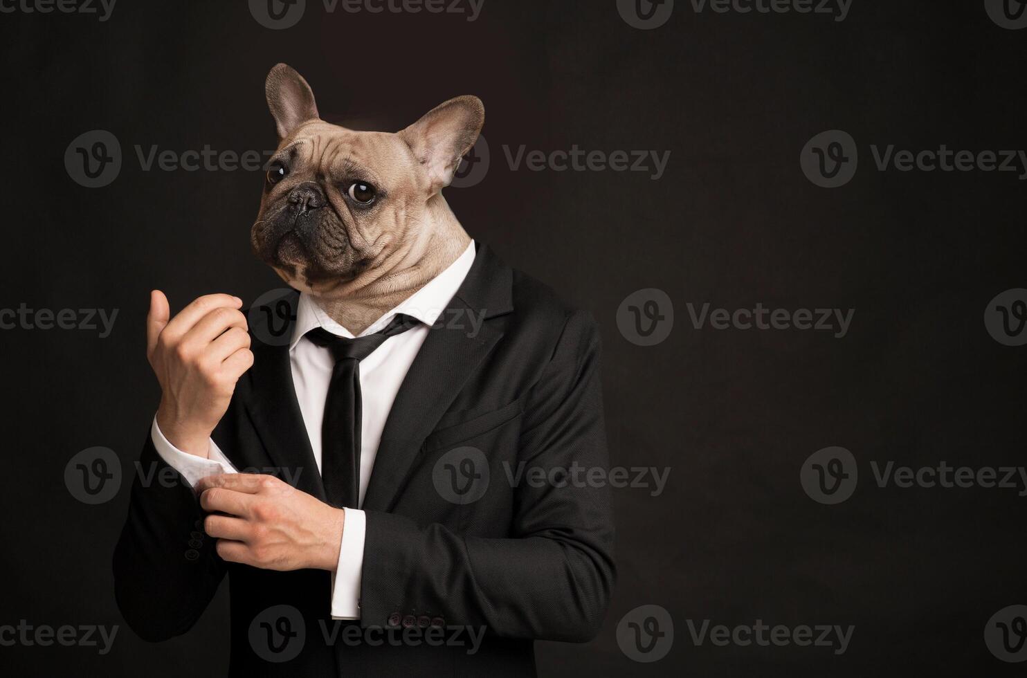 A playful French Bulldog stands upright, wearing a well-fitted formal suit and adjusting its tie. The animal's serious expression contrasts with the whimsical attire, creating a comical appearance photo