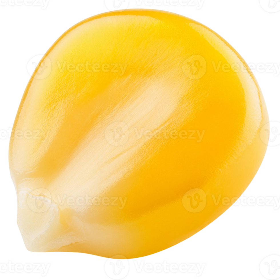 a corn seed, illustration. png