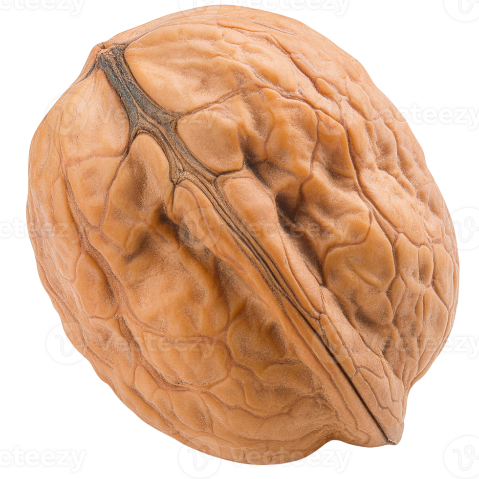 A walnut , illustration. png