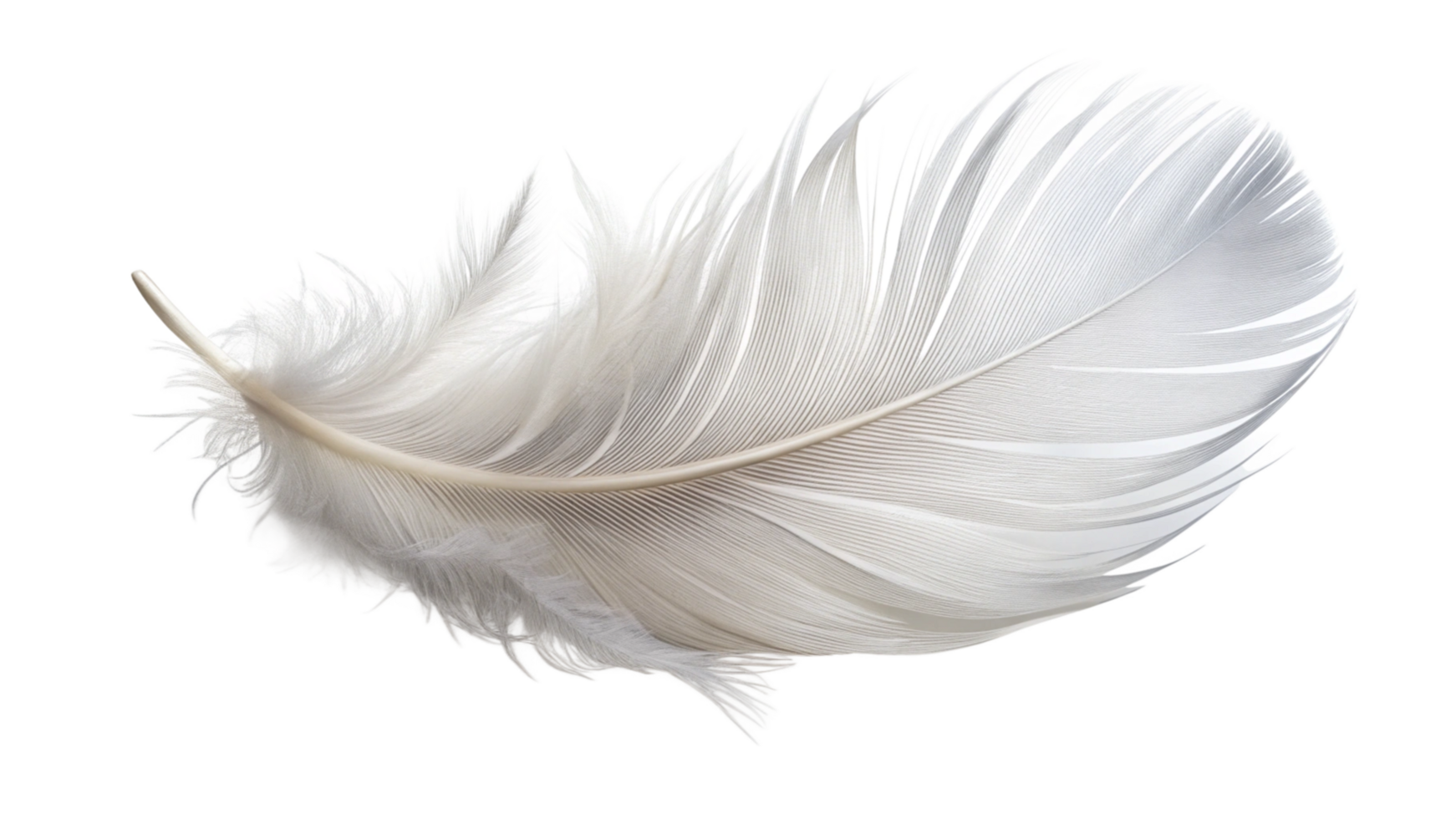 White Feather Isolated on Transparent Background png