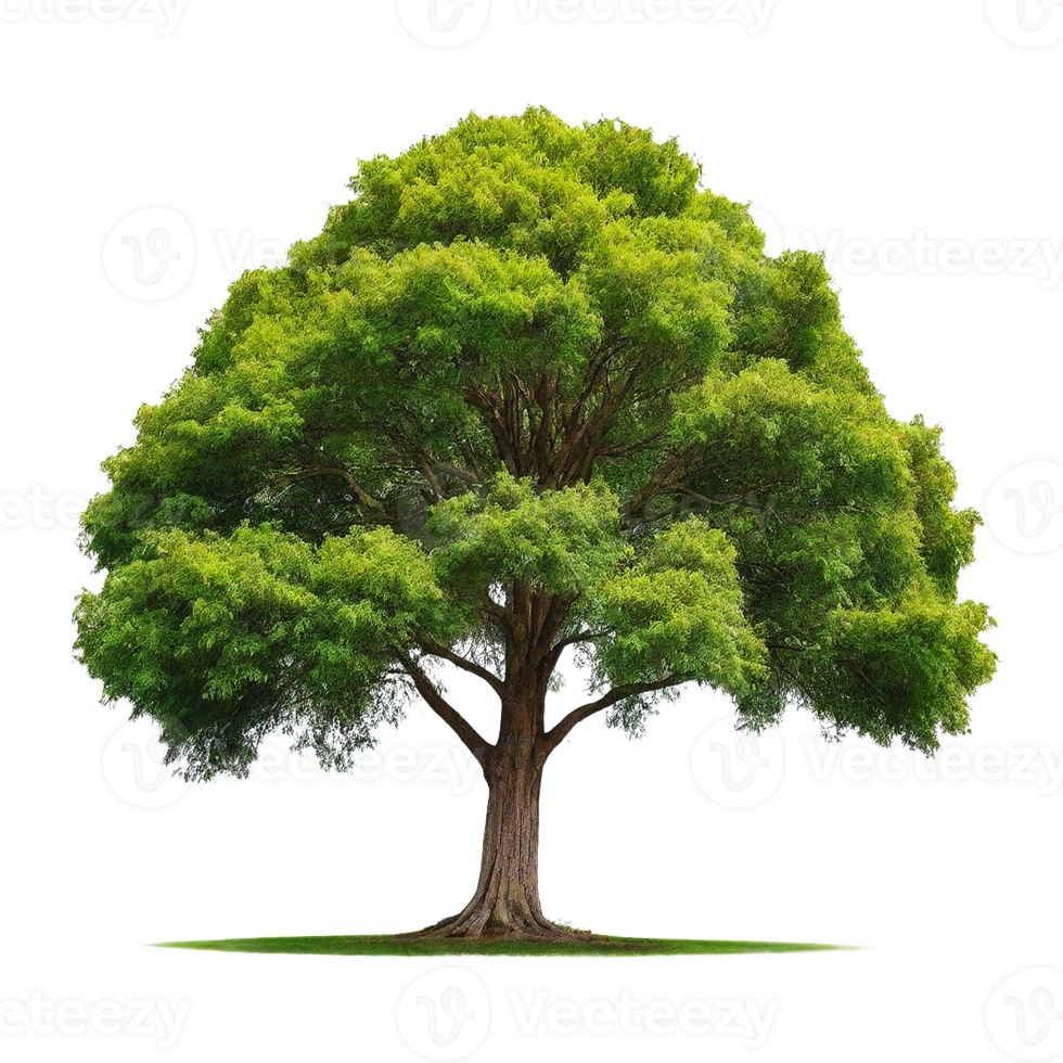 Old Tree isolated on Transparent background png