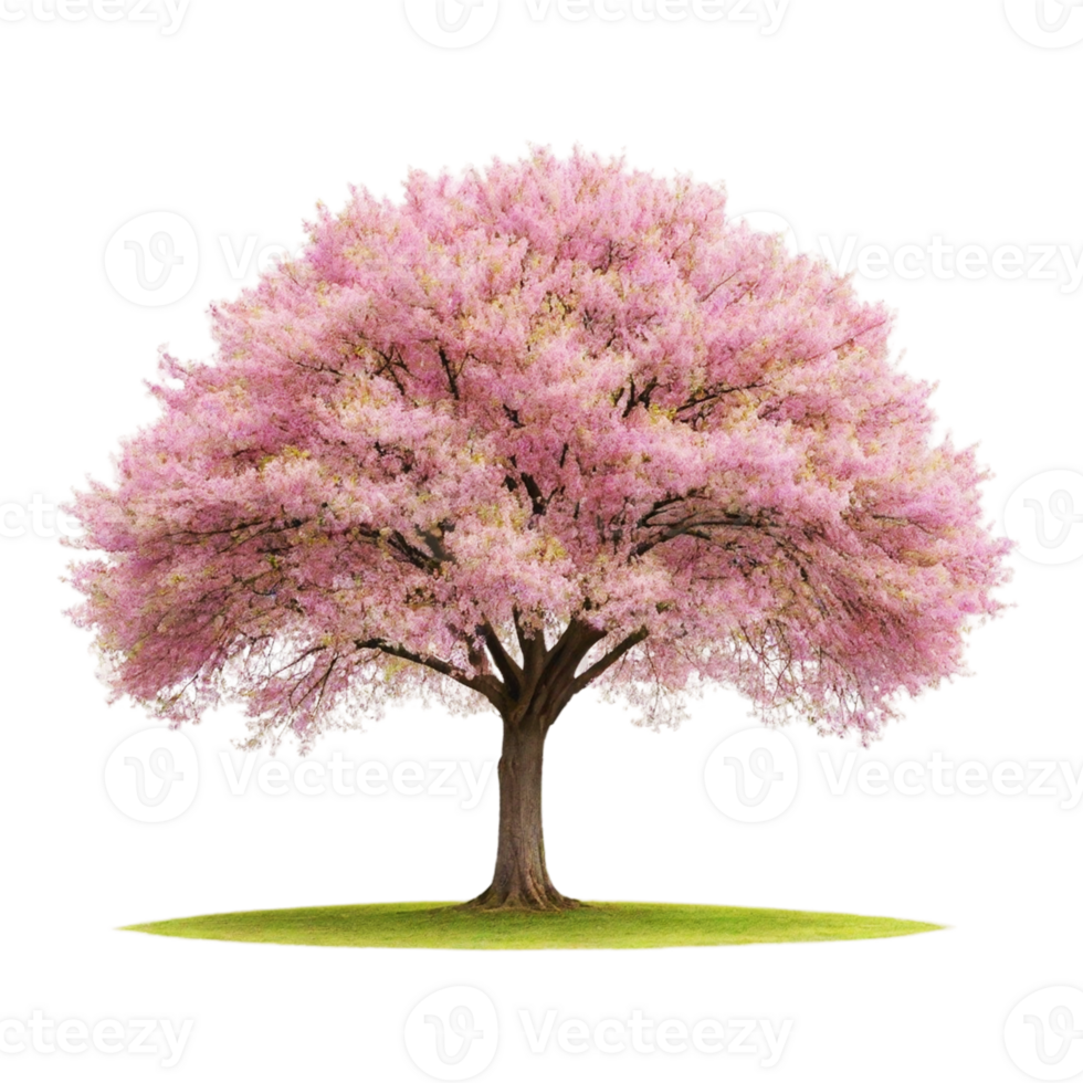 Vibrant Sakura tree isolated on Transparent background png